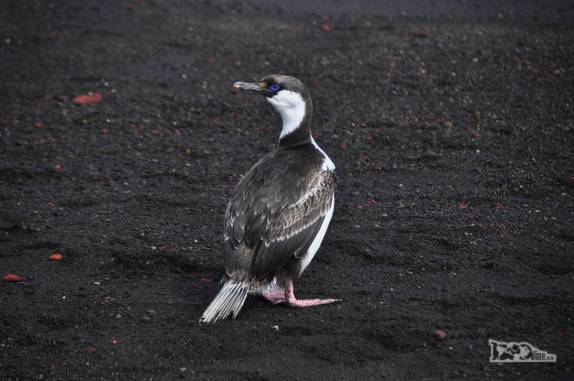 Um imperial shag na praia de Deception Island, na Antártida